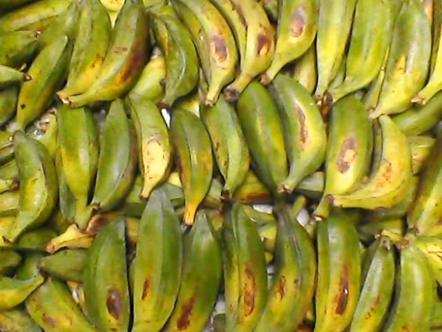 Lâu nay, đồng bào Raglai ở xã vùng cao Phước Bình, huyện Bác Ái sử dụng các thành phần trên cây chuối cô đơn để bào chế thuốc chữa bệnh. Tùy vào bệnh tình, người dân lấy từng vị trí khác nhau trên cây chuối sắc lấy nước uống để chữa trị một số bệnh như sỏi thận, đau lưng, nhức mỏi xương khớp, bệnh dạ dày, kích thích tiêu hóa, lợi tiểu, giải nhiệt, trị kém ăn, mất ngủ, táo bón, cảm sốt, một số bệnh ở trẻ em.