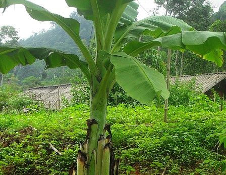 Trên thị trường, hạt chuối cô đơn hiện có giá bán dao động từ 80.000 - 120.000 đồng/kg. Qua khảo sát của ngành nông nghiệp địa phương, chuối cô đơn sinh trưởng và phát triển khá nhanh, kháng được một số loại sâu bệnh, cây chuối chịu hạn rất tốt phù hợp với điều kiện khí hậu của địa phương.