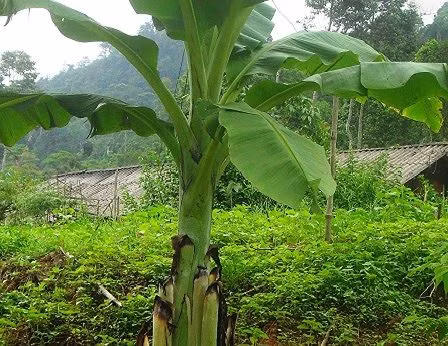 Trên thị trường, hạt chuối cô đơn hiện có giá bán dao động từ 80.000 - 120.000 đồng/kg. Qua khảo sát của ngành nông nghiệp địa phương, chuối cô đơn sinh trưởng và phát triển khá nhanh, kháng được một số loại sâu bệnh, cây chuối chịu hạn rất tốt phù hợp với điều kiện khí hậu của địa phương.