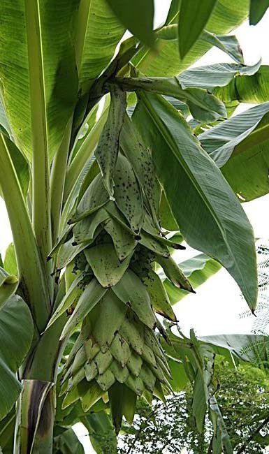 Mỗi cây chuối cô đơn cho một buồng duy nhất, buồng lớn có 8 - 10 nải, buồng nhỏ 6 - 7 nải, mỗi nải chuối gồm 13 - 15 quả. Mỗi quả chuối có nhiều hạt, hạt to gấp 1,5 - 2 lần so với chuối hột rừng thông thường. Một buồng chuối cô đơn có thể thu được từ 3 - 5 kg hạt. Hạt chuối có màu đen, rốn lõm sâu, khi đập vỡ lớp vỏ hạt bên trong có chứa tinh thể bột màu trắng.