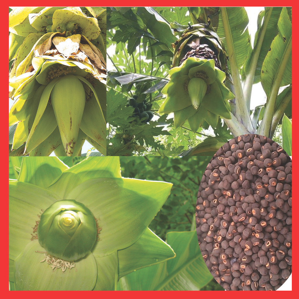 Đồng thời, kết quả phân tích còn cho thấy hàm lượng flavonoid và saponin toàn phần trung bình đã trừ độ ẩm theo phương pháp cân trong hạt chuối cô đơn tương ứng là 2,66% và 3,67%. Kết quả khảo sát độc tính cấp đường uống của cao chiết cồn 45% từ hạt chuối cô đơn sau khi cho chuột uống ở liều cao nhất mà không làm chết chuột ở liều 23,81g/kg thể trọng chuột.