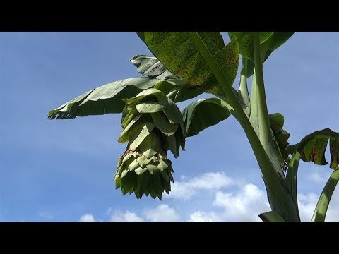 Nhằm xác định thành phần các chất có trong hạt chuối cô đơn và tác dụng dược liệu, Sở Khoa học và Công nghệ Ninh Thuận đã phối hợp với Trung tâm Sâm và Dược liệu Thành phố Hồ Chí Minh tiến hành lấy mẫu hạt chuối cô đơn phân tích thành phần hóa học. Qua đó, xác định sự hiện diện của các nhóm hợp chất chính; xác định hàm lượng các nhóm chất chính; chiết xuất cao chiết từ hạt chuối cô đơn.