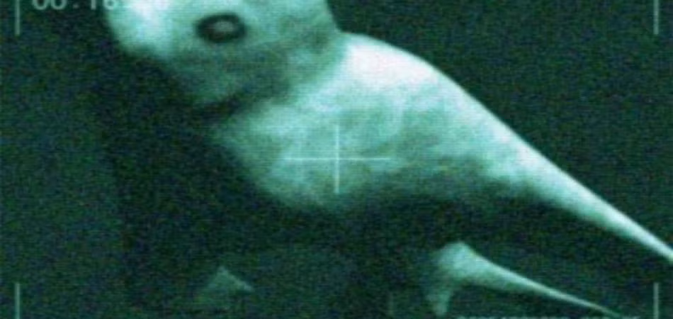 Suốt nhiều năm, tin đồn bắt đầu lan tỏa về một quái vật biển hình người bí ẩn chưa từng được biết đến, đang lẩn khuất đâu đó trong vùng nước băng giá tại Nam Cực.