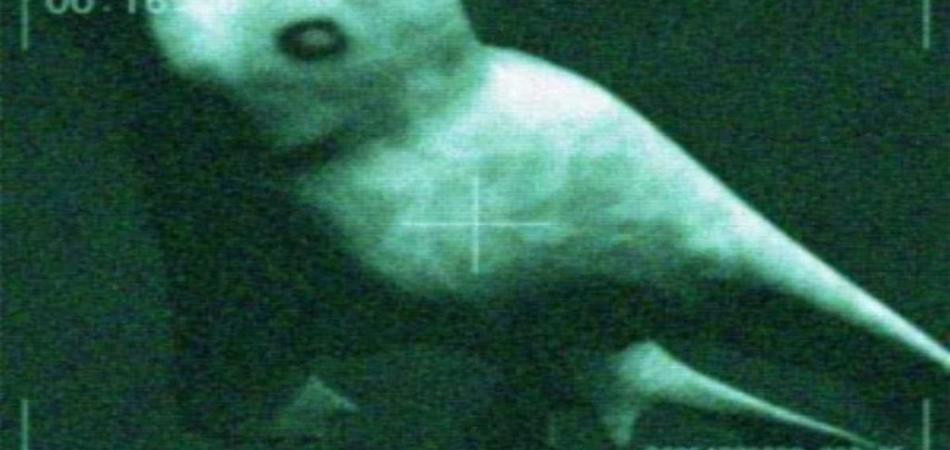 Suốt nhiều năm, tin đồn bắt đầu lan tỏa về một quái vật biển hình người bí ẩn chưa từng được biết đến, đang lẩn khuất đâu đó trong vùng nước băng giá tại Nam Cực.