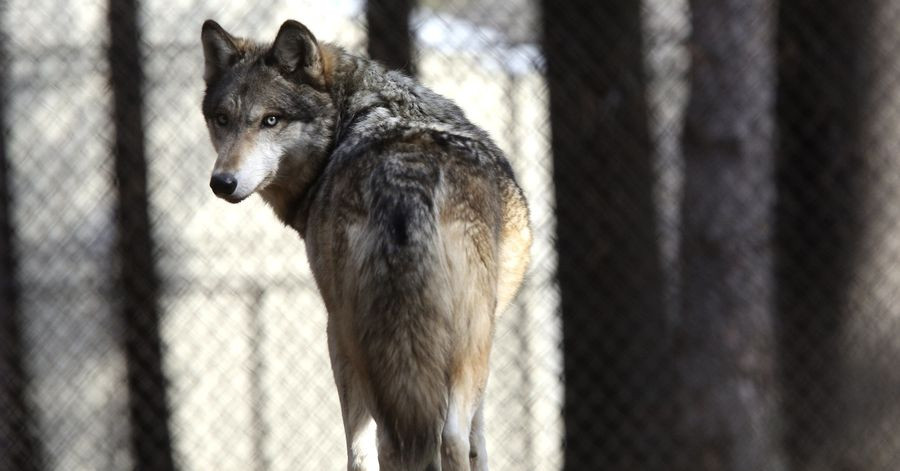 Nó có kích thước trung gian giữa Tây Tạng và Arabian sói.