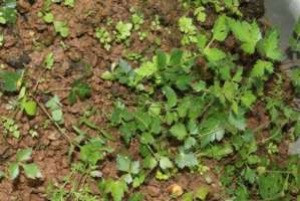 Trước khi phát hiện ra loài cây rừng kháng được bốn dòng ung thư này, các nhà nghiên cứu đã xây dựng dữ liệu sinh học, sinh thái hai loài thìa là hóa gỗ việt và thìa là hóa gỗ leonid tại khu Bảo tồn Thiên nhiên Bát Đại Sơn, huyện Quản Bạ, và vùng núi đá vôi thuộc xã Sính Lủng, huyện Đồng Văn, tỉnh Hà Giang