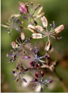 Thử trong ống nghiệm chất được tìm thấy trong loài cây quý hiếm có ở Việt Nam này thể hiện tác dụng kháng viêm mạnh.