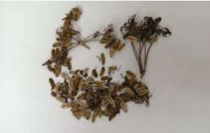 Đây là 2 loài đã được cộng đồng địa phương sử dụng từ lâu đời nhưng tới nay mới được các nhà khoa học phát hiện và công bố.