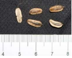 Bên cạnh giá trị sử dụng, hai loài này rất có ý nghĩa khoa học vì chúng là các loài đặc hữu của Việt Nam. Tuy nhiên, các loài này đang có nguy cơ suy giảm số lượng nhanh chóng do người dân địa phương thu hái quá mức và bán sang Trung Quốc làm thuốc.