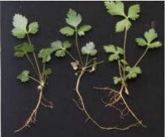 Sau 2 năm thực hiện, đề tài đã xây dựng dữ liệu về mặt sinh học, sinh thái hai loài Thìa là hóa gỗ việt (Xyloselinum vietnamense Pimenov &amp; Kljuykov) và Thìa là hóa gỗ leonid (X.leonidii Pimenov &amp; Kljuykov) tại khu Bảo tồn Thiên nhiên Bát Đại Sơn, huyện Quản Bạ, và vùng núi đá vôi thuộc xã Sính Lủng, huyện Đồng Văn, tỉnh Hà Giang; thử nghiệm nhân giống bằng phương phám giâm cành (hom) loài Thìa là hóa gỗ việt; Đề xuất một số biện pháp bảo tồn hiệu quả hai loài Thìa là hóa gỗ; Phân lập và xác định được 11 chất từ loài Thìa là hóa gỗ việt (Xyloselinum vietnamense Pimenov &amp; Kljuykov), gồm: decursinol, eugenin, noreugenin, xanthotoxin, marmesin, hamaudol, cimifugin, angelicain, 5-O-methylvisamminol, hesperedin, falcarindiol và 08 chất từ loài loài thìa là hóa gỗ leonid (X.leonidii Pimenov &amp; Kljuykov), gồm: xyloselin, decursinol, cimifugin, angelicain, hesperidin, praeroside I, pteryxin và decursinol glucoside. Các hợp chất phân lập được lần đầu tiên công bố từ chi Xyloselinum, trong đó có một chất mới được đặt tên là Xyloselin.