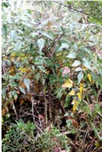 Sau khi các nhà nghiên cứu phân lập các chất từ hai loài thìa là hóa gỗ việt và thìa là hóa gỗ leonid, phát hiện hợp chất falcarindiol từ loài thìa là hóa gỗ việt có tác dụng gây độc cho cả bốn dòng tế bào ung thư phổi, vú, gan và tiền liệt tuyến.