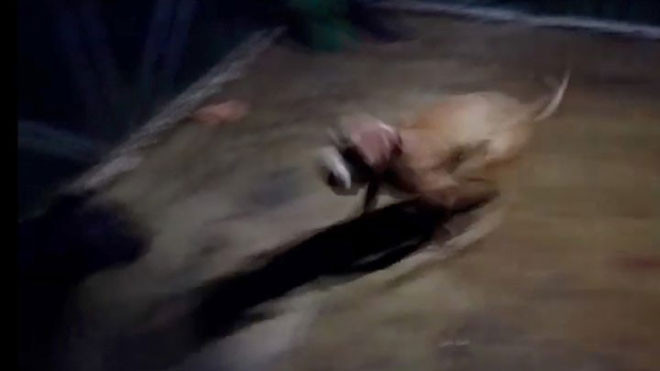 Ron nguoi the gioi ngam to chuc choi cho an tien