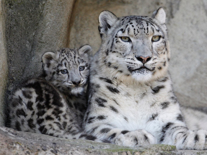 Báo tuyết từ lâu đã nằm trong danh sách những động vật có nguy cơ tuyệt chủng cao do nạn săn bắn và môi trường sống thu hẹp. Hệ sinh thái biến đổi do biến đổi khí hậu khiến báo tuyết săn mồi khó khăn hơn ảnh hưởng đến khả năng sinh tồn của chúng.