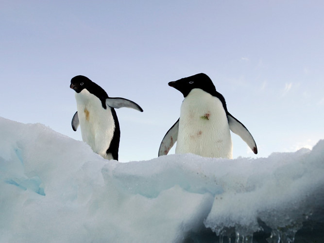 Một nghiên cứu gần đây cho thấy số lượng chim cánh cụt sẽ giảm 19% trong thế kỷ này. Giống như gấu Bắc cực, chim cánh cụt sẽ gặp khó khăn trong việc tìm kiếm thức ăn khi băng tan nhanh do biến đổi khí hậu.