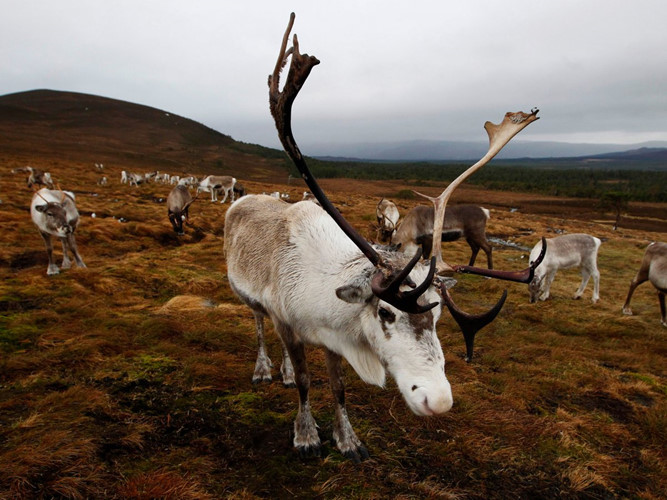 Môi trường sống của tuần lộc là những vùng lạnh giá với tuyết phủ quanh năm, biến đổi khí hậu khiến những vùng có điều kiện như vậy ngày càng thu hẹp. Ngoài ra, hiện tượng băng tuyết tan chảy tạo ra các dòng nước cô lập tuần lộc di chuyển và có thể cuốn trôi chúng.