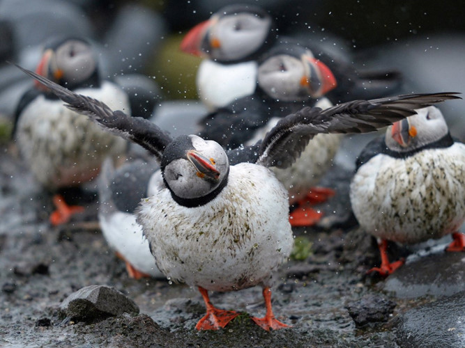 Hải âu cổ rụt là một trong những động vật có nguy cơ tuyệt chủng do biến đổi khí hậu. Khi nước biển ấm lên làm ảnh hưởng tới loài cá, loài hải âu cổ rụt và những loài chim biển khác sẽ tìm kiếm thức ăn khó khăn hơn. Trong khi các loài cá có thể dễ dàng di chuyển tới vùng biển lạnh và xa hơn, loài chim hải âu cổ rụt chỉ có thể săn mồi gần nơi làm tổ của chúng.