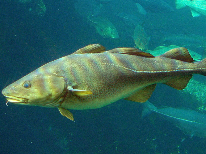 Số lượng cá tuyết bắt đầu suy giảm từ những năm 1900 do đánh bắt quá mức và chưa bao giờ tăng trở lại. Ngoài ra nước biển ấm hơn làm thay đổi hệ sinh thái biển cũng ảnh hưởng tới nguồn thức ăn và khả năng sinh sản của loài cá này.