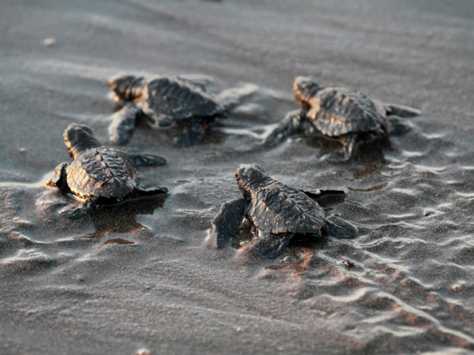 Rùa biển đang phải đối mặt với những đe dọa từ vấn đề khai thác thủy sản quá mức và rác thải, nên biến đổi khí hậu khiến chúng càng phải chịu nhiều sức ép. Nước biển dâng sẽ làm xói mòn nơi đẻ trứng của rùa, trong khi nhiệt độ tăng khiến tỷ lệ trứng nở giảm cũng như ảnh hưởng tới môi trường sống của chúng dưới biển.