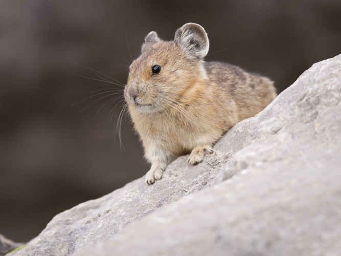 Môi trường sống của loài chuột pika mở Mỹ hiện chỉ còn bằng 1/3 so với trước đây. Nguyên nhân chính là do nhiệt độ tăng cao khiến chúng không thích nghi kịp. Bởi vì loài động vật này không thể sống sót ở nhiệt độ trên 25 độ C.