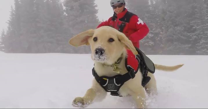 Thoạt nhìn trông như người chủ đang cưỡi lên con chó khổng lồ của mình vậy.