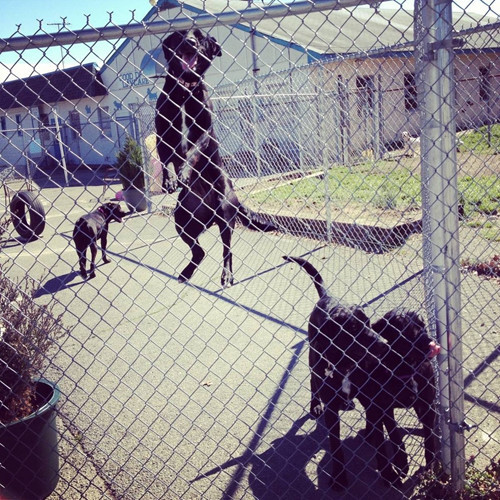 Bóng nắng của hàng rào tạo thành đường kẻ khiến ta ảo giác rằng chú chó này thực sự cao gấp hàng chục lần đồng loại của nó.