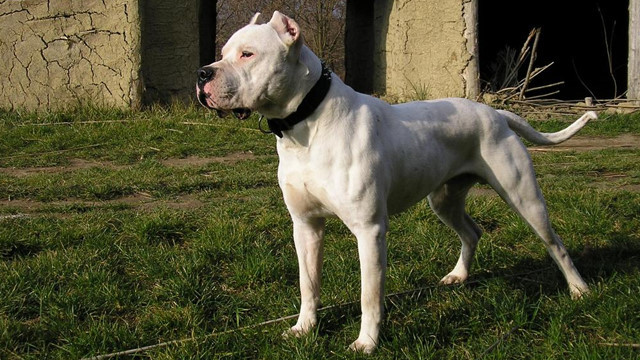 Dogo Argentino là một con chó cơ bắp, có nguồn gốc ở Argentina, chủ yếu được sử dụng cho mục đích săn bắn, kể cả săn lợn lòi và báo. Mặc dù vô cùng mạnh mẽ và năng động, giống chó Dogo không tích cực thân thiện đối với con người. Theo Luật về những con chó ở Vương quốc Anh, Dogo Argentino bị cấm sở hữu.