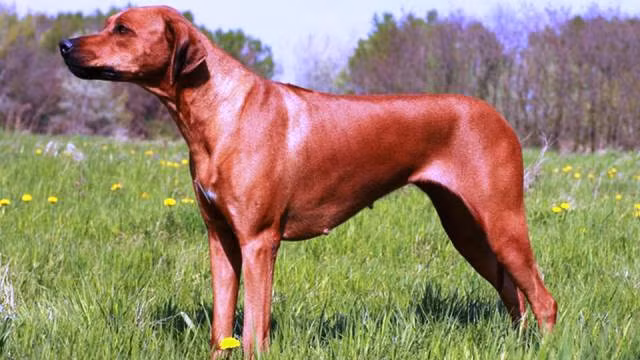 Rhodesian Ridgeback, chó lông xoáy Nam Phi hay còn có biệt danh là chó săn sư tử Phi châu, thông minh nhưng tính tính cực kỳ hung dữ, rất xa cách với người lạ. Là một trong những giống chó nguy hiểm, chúng được biết đến với khả năng kéo một con sư tử ra khỏi con mồi.