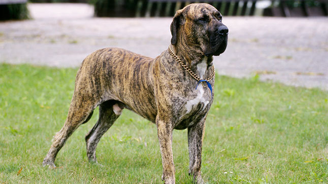 Fila Brasileiro, chó ngao Brasil biệt hiệu là Fila là một giống chó ngao có nguồn gốc từ Brasil và khởi thủy từ dòng chó Ngao ở Anh, là giống cho to đô, thường được dùng làm giống chó săn và chó giữ nhà. Sở hữu khả năng theo dõi tuyệt vời nhưng lại bốc đồng và cực kỳ hung dữ, giống chóFila Brasileirothậm chí bị cấm nuôi làm thú cưng ở nhiều nơi.