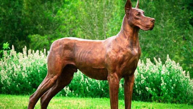 Giống chó Great Dane còn được gọi là giống chó Ngao Đức hoặc chó săn Đan Mạch, giống chó này nổi tiếng với kích thước khổng lồ của nó. Loài chó này giữ kỷ lục chó cao nhất thế giới với chiều cao gần 1,2m. Được thuần hóa, lai tạo với mục đích săn heo rừng và nai ở Đức, loài chó khổng lồ này dễ dàng hạ gục một người trưởng thành khi nó nổi điên.