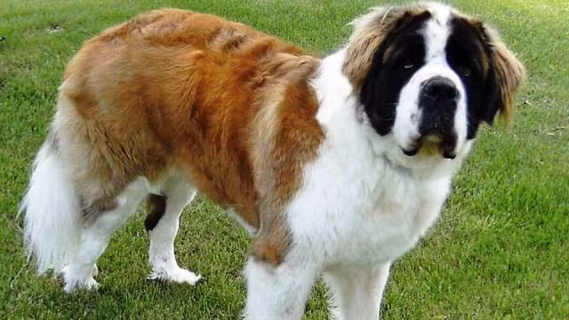 Saint Bernard là giống chó khổng lồ có nguồn gốc từ Ý và Alps Thụy Sĩ, ban đầu được nuôi với mục đích cứu hộ. Giống này đã trở nên nổi tiếng qua câu chuyện về việc giải cứu trên núi cao, cũng như kích thước to lớn của nó.Tuy nhiên, cũng giống như những con chó khổng lồ khác, chúng bắt buộc phải được đào tạo để hòa đồng với người lạ và những con chó khác từ khi còn bé, nếu không hành vi bá đạo của kẻ to lớn này có thể gây thương tích tồi tệ cho nạn nhân.