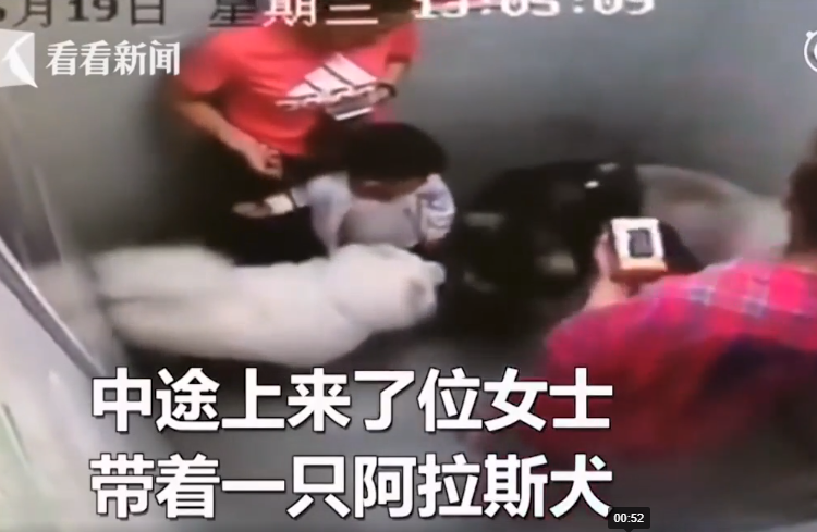 Mới đây, một cậu bé 3 tuổi đã bị chó Alaska hung dữ tấn công trong thang máy tại khu chung cư ở Thượng Hải, Trung Quốc. Bé trai bị chó khổng lồ tấn công trong thang máy, bị cào xước mặt và có nhiều vết thương trên cơ thể.