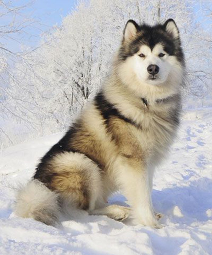 Chó Alaska hay Alaska Malamute hay Mahlemuts là một giống chó kéo xe ở Alaska. Dù có bề ngoài khá “dễ thương” nhưng nó là một trong số những giống chó tràn trề sức sống nhất. Chúng dùng sức khỏe của mình để săn mồi hoặc trong nhiều trường hợp, tấn công con người, thuộc top những giống chó hung dữ nhất.