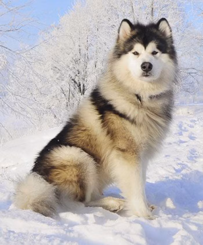 Chó Alaska hay Alaska Malamute hay Mahlemuts là một giống chó kéo xe ở Alaska. Dù có bề ngoài khá “dễ thương” nhưng nó là một trong số những giống chó tràn trề sức sống nhất. Chúng dùng sức khỏe của mình để săn mồi hoặc trong nhiều trường hợp, tấn công con người, thuộc top những giống chó hung dữ nhất.