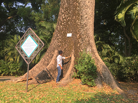 Ly ky nhung “cu” cay quy hiem o vuon thu 155 tuoi tai VN