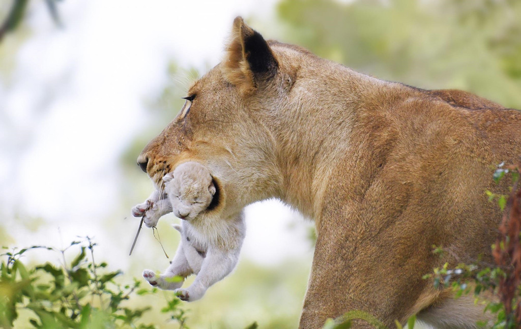 Dù quý hiếm, sư tử trắng vẫn thuộc cùng loài với sư tử thường (Panthera leo). Chính vì thế, chúng không nằm trong danh sách được bảo vệ đặc biệt. Sư tử trắng bị săn bắt và chỉ còn trong tự nhiên ở Timbavati. Ảnh: National Geographic.