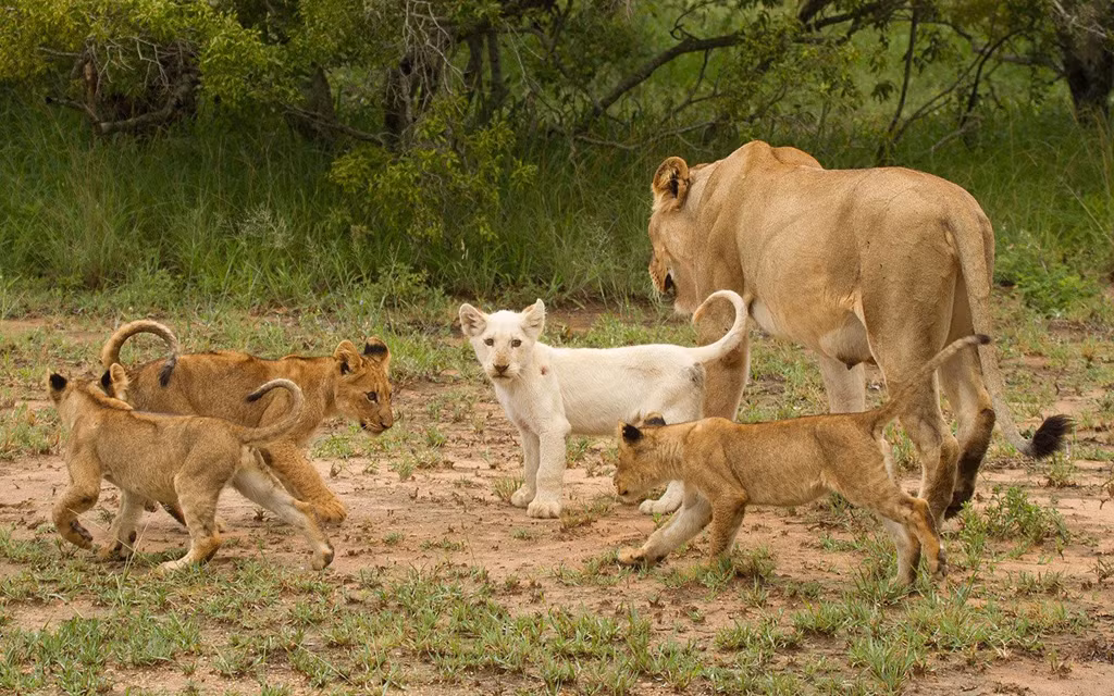 Theo Stiglingh, thành viên hướng dẫn ở đây, để thấy những con sư tử, bạn cần thật sự kiên nhẫn. Chúng thường hoạt động nhiều vào buổi sáng và tối. Bạn có thể bắt gặp những khoảnh khắc tuyệt đẹp khi sư tử mẹ chơi đùa và tương tác với con. Tuy nhiên, du khách cần tuân thủ những quy tắc chặt chẽ để đảm bảo không ảnh hưởng tới đàn sư tử. Ảnh: Sean Messham.