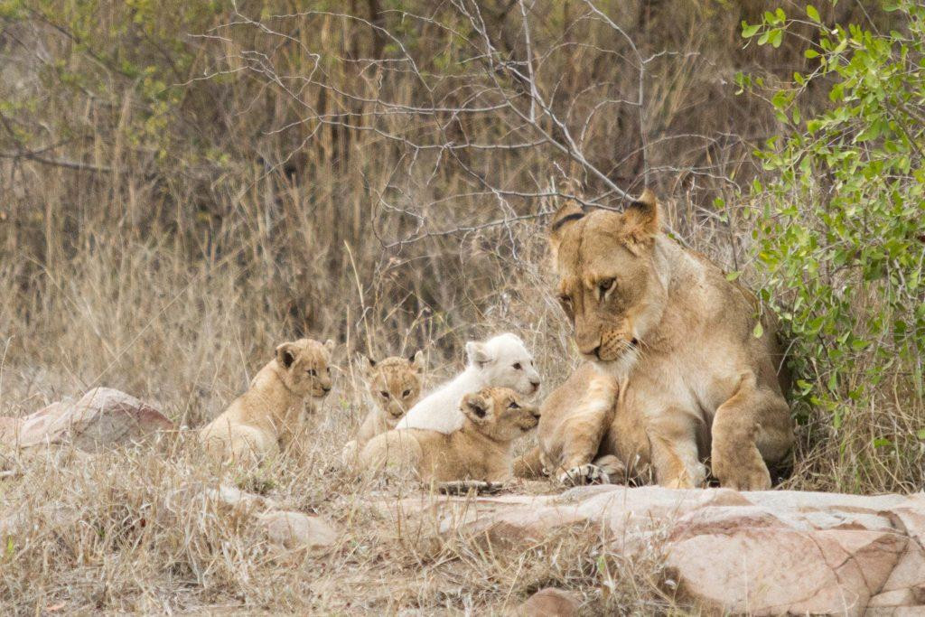 Về cơ bản, sư tử trắng bị coi là đã tuyệt chủng trong tự nhiên, nhưng được thả lại ở khu vực Timbavati từ năm 2004. Hiện tại, ba đàn sư tử có gene lông trắng đang sống ở đây. Một số được đưa về khu bảo tồn Pumba và khu bảo tồn Sanbona tại các vùng khác của Nam Phi. Ảnh: Catersnews.