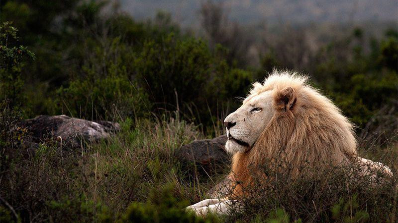 Stiglingh đã thấy con sư tử trắng con này nhiều lần, nhưng lần nào cũng thật đặc biệt. Anh chia sẻ: “Tôi có thể thấy chúng cả nghìn lần nhưng niềm vui sướng vẫn vẹn nguyên. Đó là một điều tuyệt vời, đặc quyền khó tin khi tôi được thường xuyên gặp chúng. Đây là điều mà rất ít kiểm lâm, chứ chưa nói đến người thường, được trải nghiệm. Tôi hy vọng, con sư tử trắng này có thể sống sót và trở thành chúa tể của đồng cỏ". Ảnh: Travelandleisure.