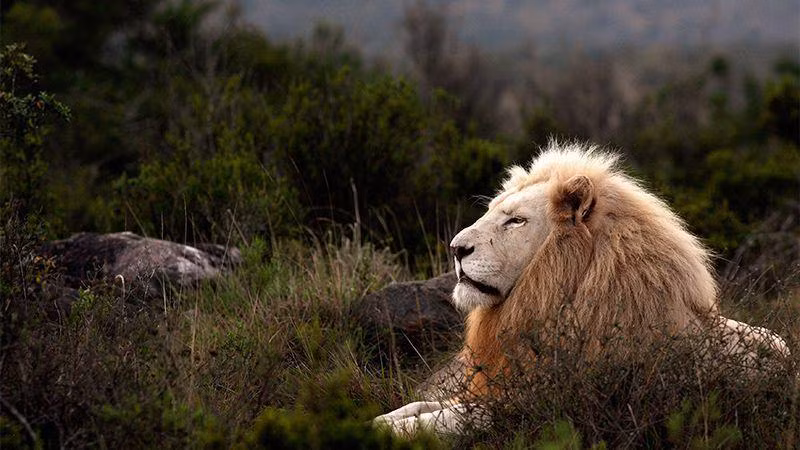 Stiglingh đã thấy con sư tử trắng con này nhiều lần, nhưng lần nào cũng thật đặc biệt. Anh chia sẻ: “Tôi có thể thấy chúng cả nghìn lần nhưng niềm vui sướng vẫn vẹn nguyên. Đó là một điều tuyệt vời, đặc quyền khó tin khi tôi được thường xuyên gặp chúng. Đây là điều mà rất ít kiểm lâm, chứ chưa nói đến người thường, được trải nghiệm. Tôi hy vọng, con sư tử trắng này có thể sống sót và trở thành chúa tể của đồng cỏ". Ảnh: Travelandleisure.