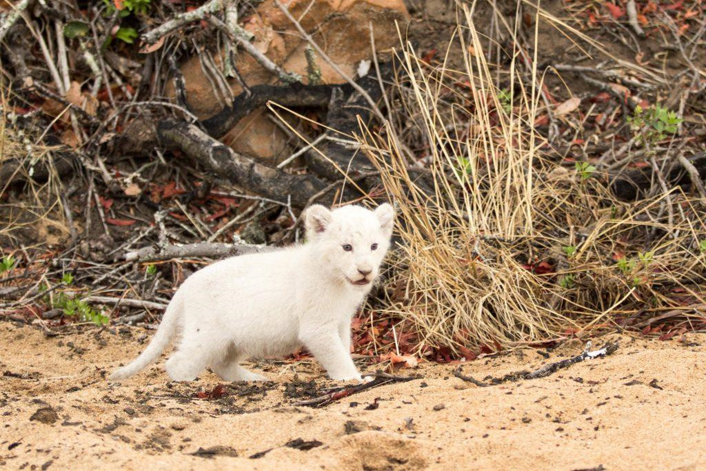 Các cá thể sư tử đột biến này là đặc hữu của vùng Timbavati, Nam Phi, bao gồm một phần công viên quốc gia Kruger và khu bảo tồn động vật tư nhân andBeyond Ngala. Timbavati có nghĩa là “nơi vật thiêng rơi xuống trái đất” theo ngôn ngữ của người Tsonga bản địa. Ảnh: Catersnews.