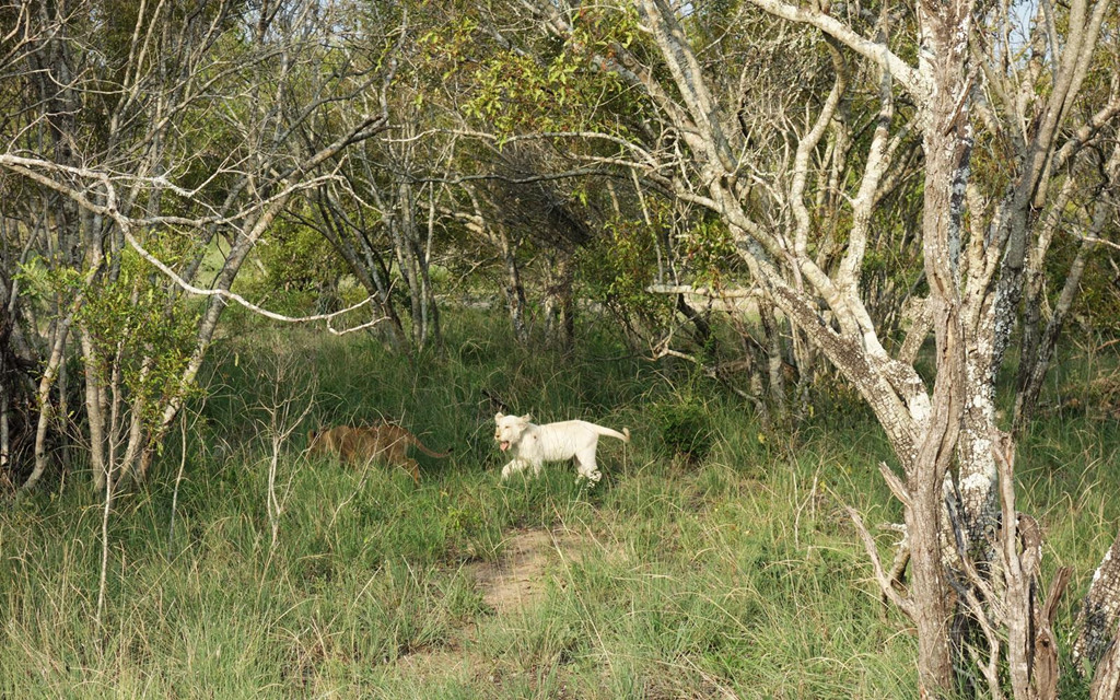 Các kiểm lâm ở khu nghỉ dưỡng andBeyond Ngala và khu trại andBeyond Ngala thường xuyên theo dõi đàn sư tử trắng. Du khách nghỉ tại đây cũng sẽ có cơ hội được tận mắt chiêm ngưỡng loài sư tử đặc biệt này. Ảnh: Eric Rosen.