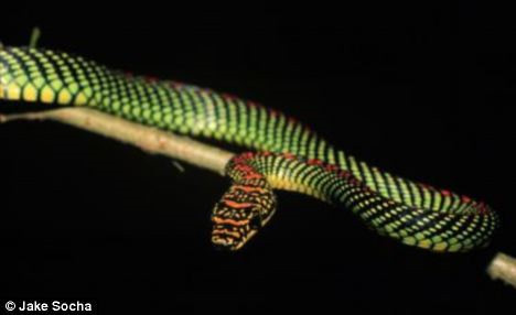 Rắn bay. Chrysopelea paradisi, một loài rắn sống trên cây từ Đông Nam Á tới Nam Á có thể bay từ cây này sang cây khác với khoảng cách tối thiểu 24m. Vô cùng khác biệt so với những loài rắn khác.