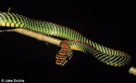 Rắn bay. Chrysopelea paradisi, một loài rắn sống trên cây từ Đông Nam Á tới Nam Á có thể bay từ cây này sang cây khác với khoảng cách tối thiểu 24m. Vô cùng khác biệt so với những loài rắn khác.