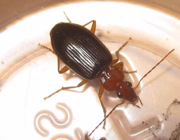 Bọ cánh cứng có thể phóng hơn 500 xung mỗi giây, loài này có một “buồng đốt” hình trái tim ở ngay trong cơ thể, trong đó có hai loại hóa chất đặc biệt, khi trộn lẫn sẽ tạo phản ứng mãnh liệt và đẩy dịch lỏng ra khỏi lỗ nằm ở bụng của nó. Dịch lỏng phun ra có thể gây tử vong cho côn trùng và sinh vật nhỏ.