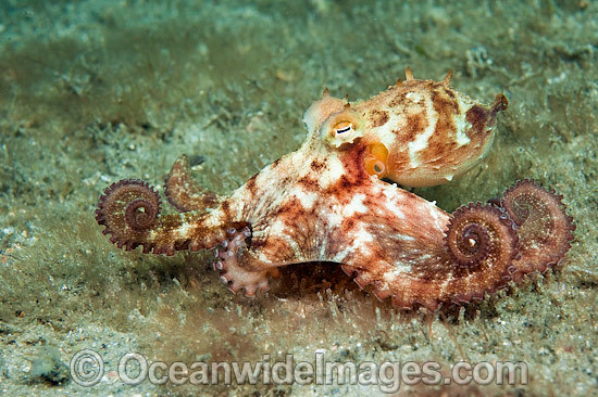 Bạch tuộc bắt chước. Bạch tuộc Longarm ở vùng biển Caribe thuộc Đại Tây Dương có thể sao chép diện mạo và hành vi của ít nhất 15 loài khác nhau như cá mao tiên, cá bẹt, sứa, cá đuối gai độc, tôm bọ ngựa, cỏ chân ngỗng biển… Với khả năng ngụy trang này, bạch tuộc Longarm có thể nhanh chóng lẩn trốn khi bị săn đuổi.