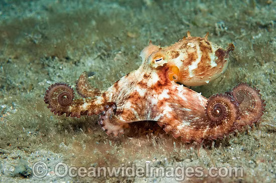 Bạch tuộc bắt chước. Bạch tuộc Longarm ở vùng biển Caribe thuộc Đại Tây Dương có thể sao chép diện mạo và hành vi của ít nhất 15 loài khác nhau như cá mao tiên, cá bẹt, sứa, cá đuối gai độc, tôm bọ ngựa, cỏ chân ngỗng biển… Với khả năng ngụy trang này, bạch tuộc Longarm có thể nhanh chóng lẩn trốn khi bị săn đuổi.