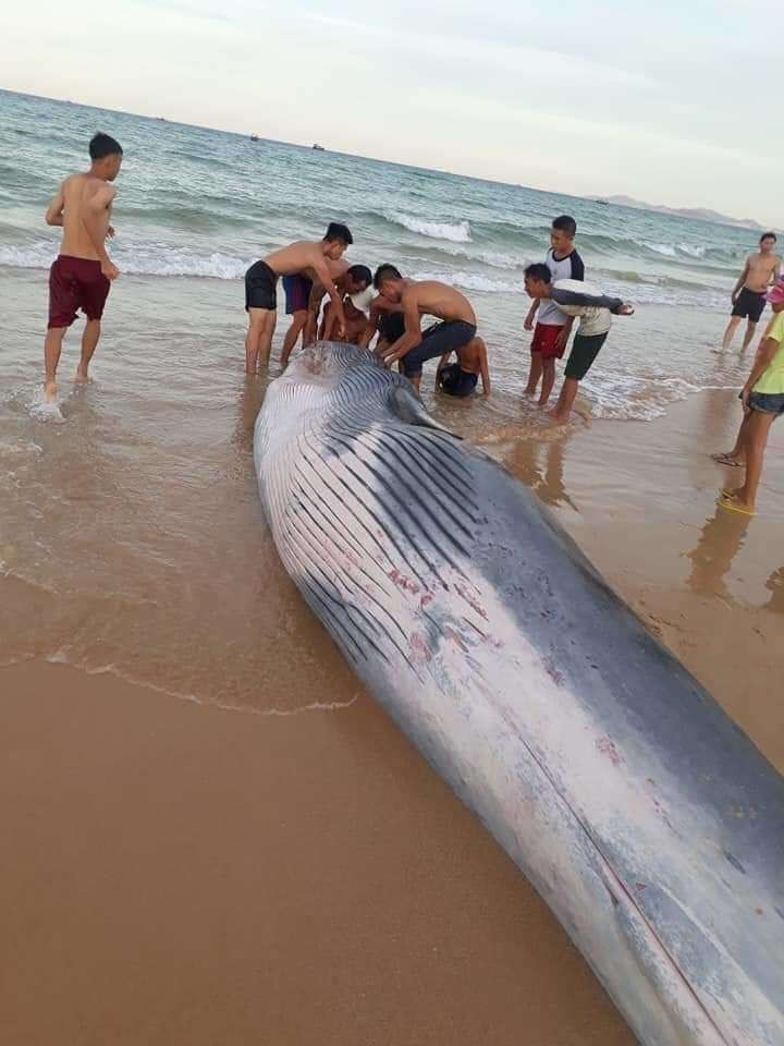 Tiet lo choang ve loai ca voi vua dat bo bien Khanh Hoa-Hinh-2