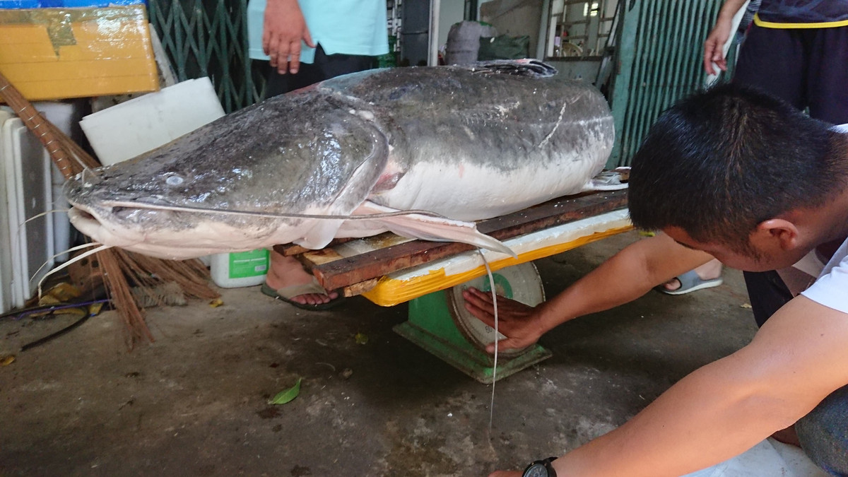 Can canh ca lang duoi do 