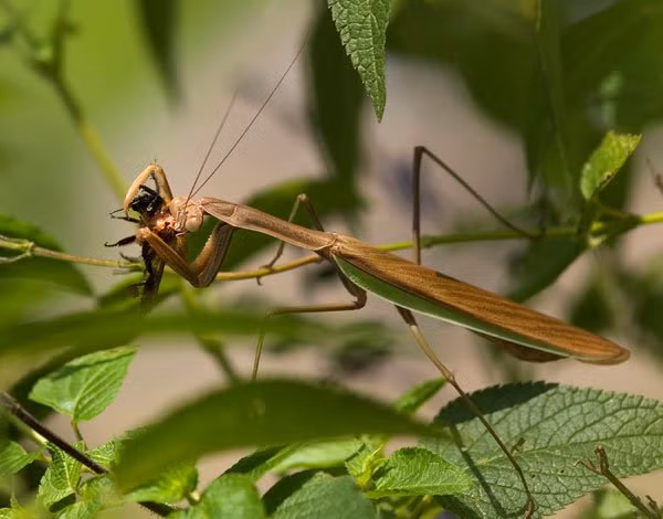 Không những thế, hệ thống thần kinh trung ương nằm ở đầu của bọ ngựa có chức năng ngăn chặn xuất tinh, khi đầu mất đi, giải phóng chức năng này, kích thích xuất tinh, giúp đưa một lượng lớn tinh trùng vào sâu hơn trong cơ thể bọ ngựa cái, cải thiện khả năng sinh sản.