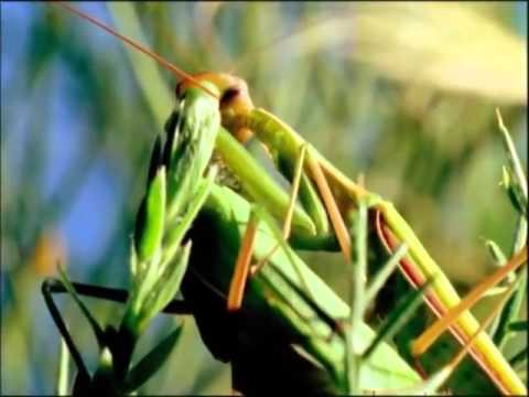 Đáng chú ý là khi bọ ngựa đực bị con cái cắn đứt đầu và ăn sống, phần thân của nó vẫn hoạt động do hệ thần kinh kiểm soát chuyển động của cơ thể không bị ảnh hưởng, cho phép con đực hoàn thành việc giao phối. 